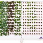 Harvest Wall